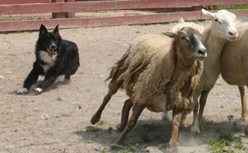 slicksheep